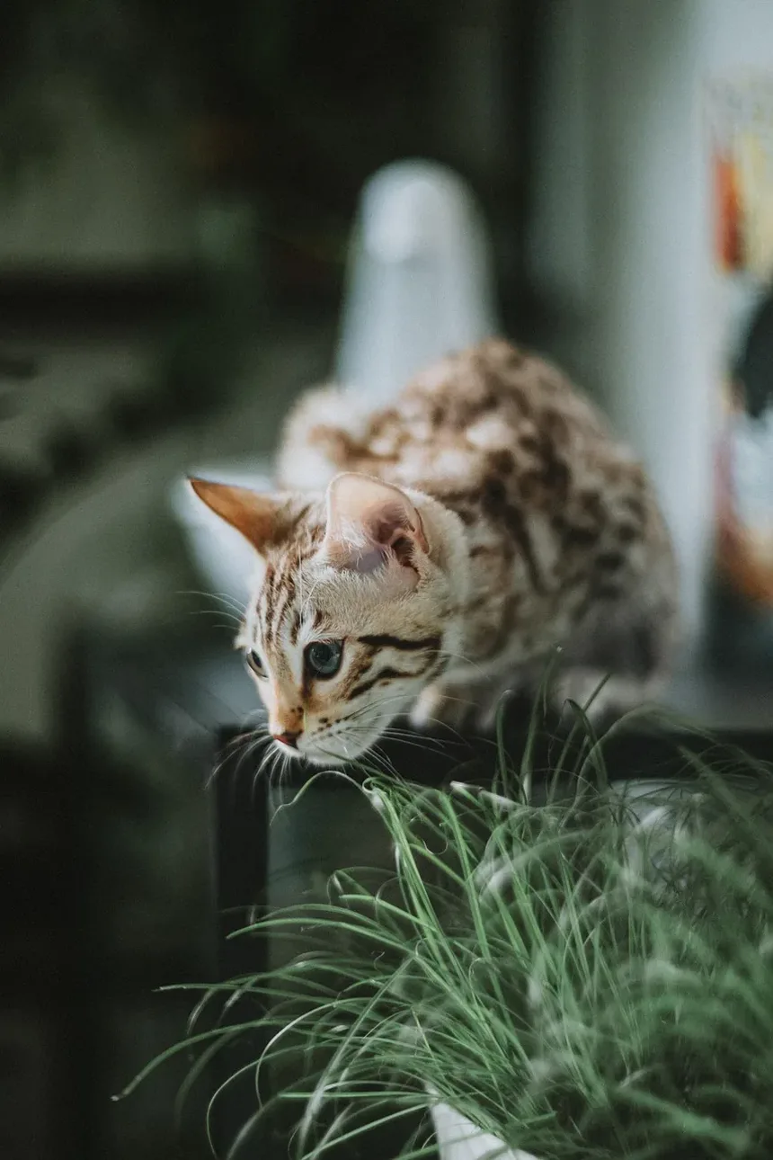 Sinais de Velhice nos Olhos dos Gatos: O Que Observar