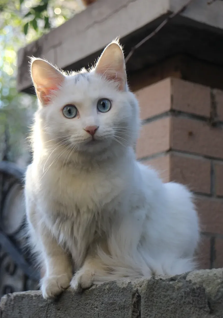 Sinais de Velhice nos Olhos dos Gatos: O Que Observar