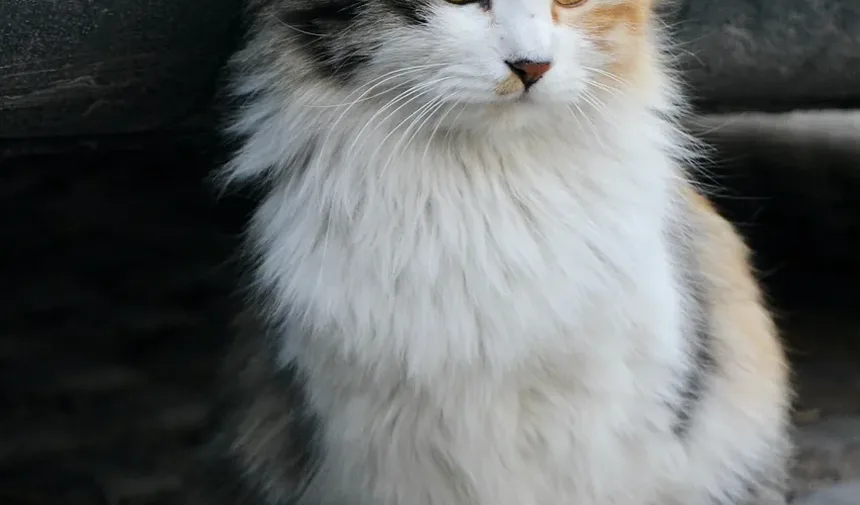 Sinais de Velhice nos Olhos dos Gatos: O Que Observar