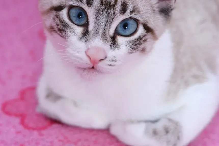 Sinais de Velhice nos Olhos dos Gatos: O Que Observar
