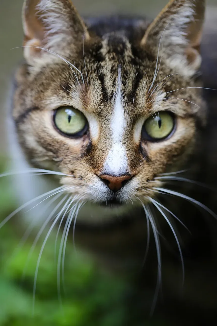 Infecção Respiratória Superior em Gatos: Quanto Tempo Dura?