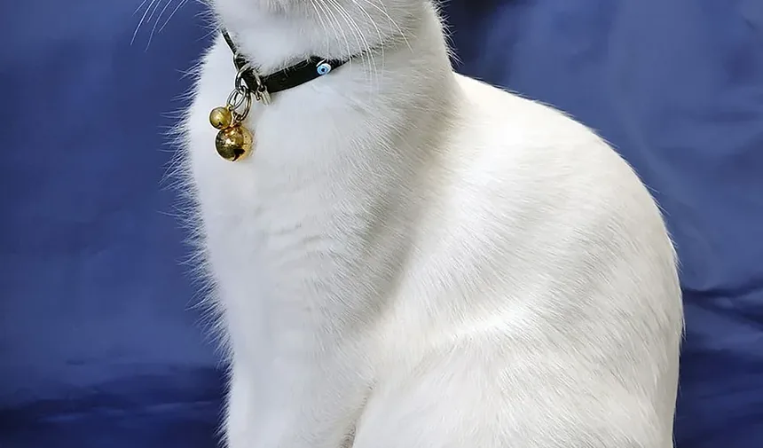 Infecção Respiratória Superior em Gatos: Quanto Tempo Dura?