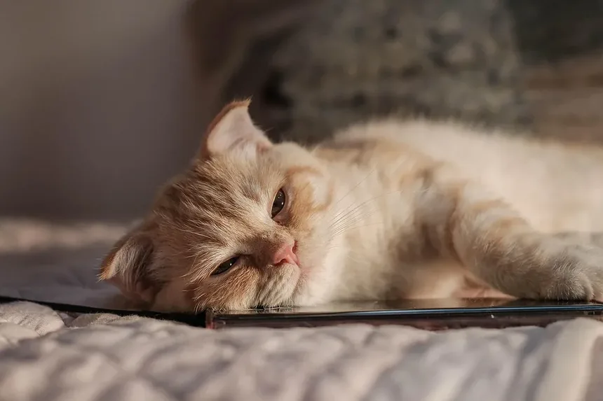 Infecção Respiratória Superior em Gatos: Quanto Tempo Dura?