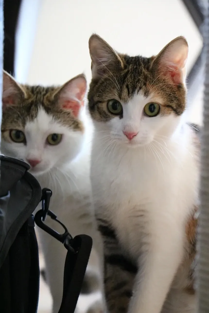 Quando Devo Vacinar Meu Gato Contra a Raiva?