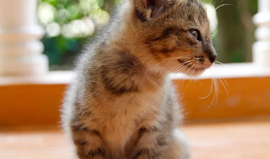 Quando Devo Vacinar Meu Gato Contra a Raiva?