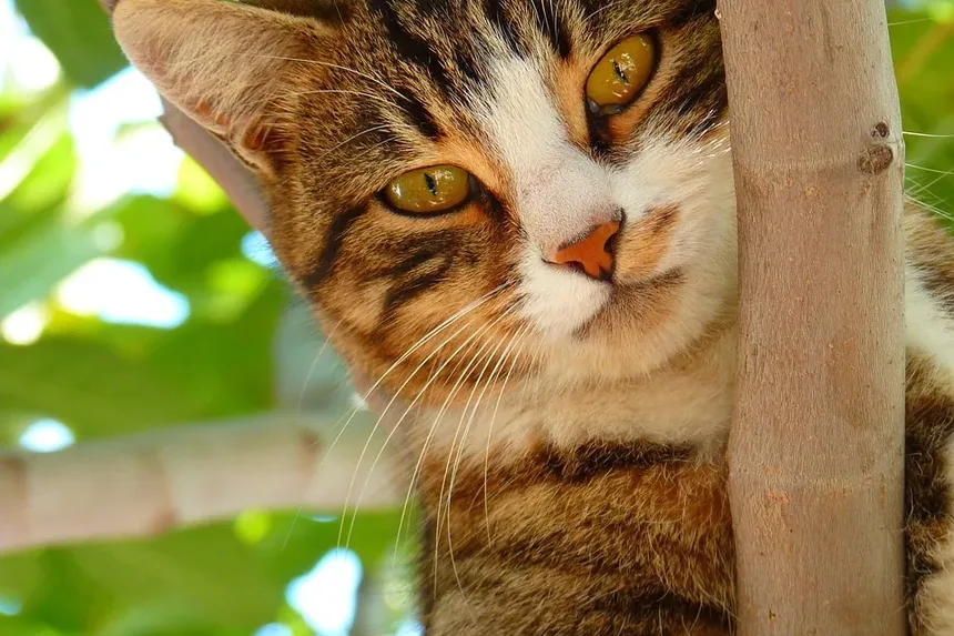 Quando Devo Vacinar Meu Gato Contra a Raiva?