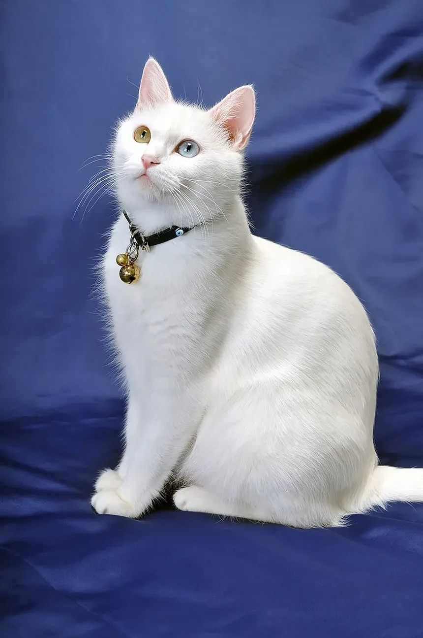 Por Que Meu Gato Tem Manchas de Pele Seca?