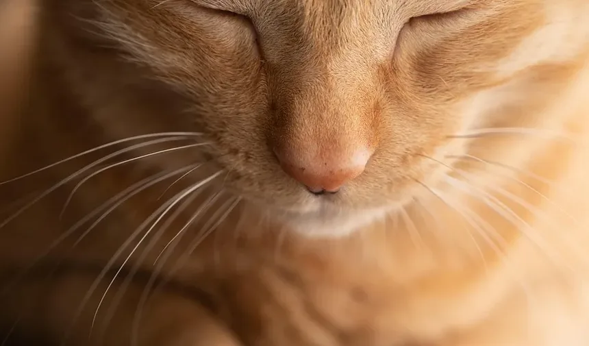 Por Que Meu Gato Tem Manchas de Pele Seca?