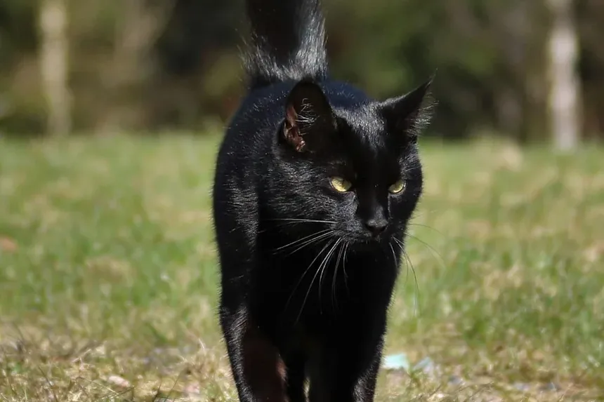 Por Que Meu Gato Tem Manchas de Pele Seca?