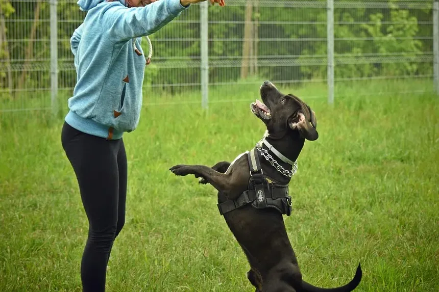 Por Que Meu Cão Persegue o Próprio Rabo?